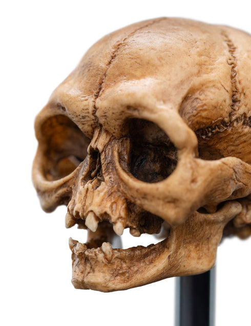 Weta Lord of the Rings Skull of Gollum Mini Statue