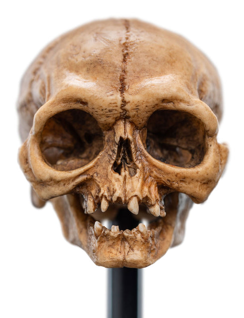 Weta Lord of the Rings Skull of Gollum Mini Statue