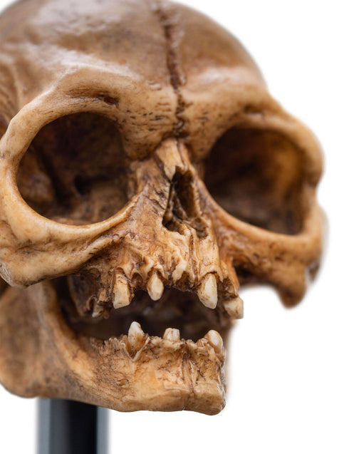 Weta Lord of the Rings Skull of Gollum Mini Statue