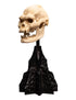Weta Lord of the Rings Skull of Lurtz Mini Statue