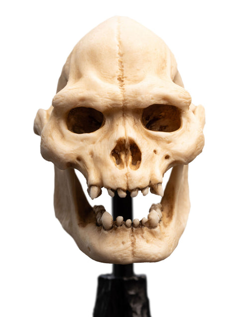 Weta Lord of the Rings Skull of Lurtz Mini Statue