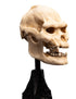 Weta Lord of the Rings Skull of Lurtz Mini Statue
