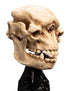 Weta Lord of the Rings Skull of a Cave Troll Mini Statue