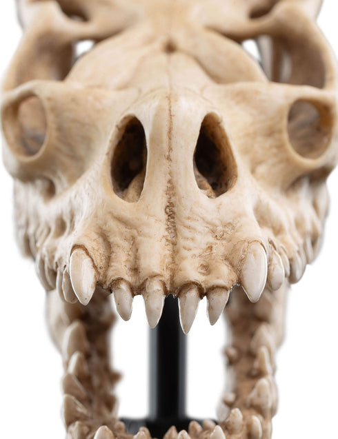 Weta Lord of the Rings Skull of a Fell Beast Mini Statue