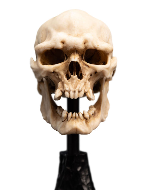 Weta Lord of the Rings Skull of a Mordor Orc Mini Statue