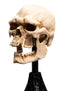 Weta Lord of the Rings Skull of a Mordor Orc Mini Statue