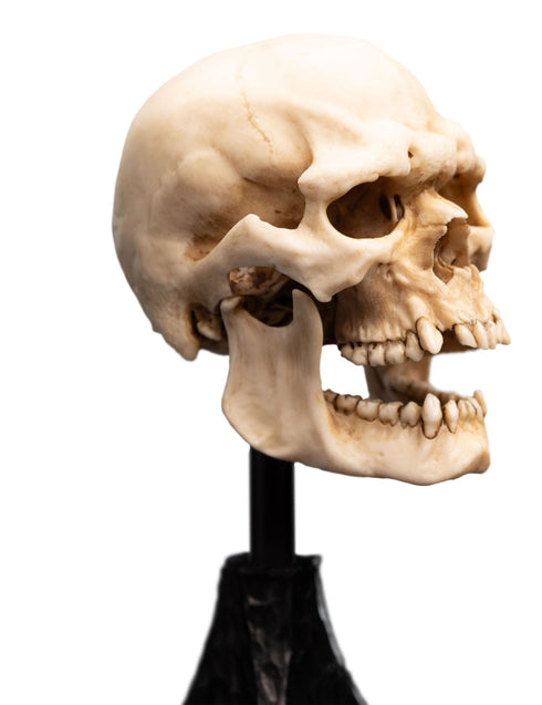 Weta Lord of the Rings Skull of a Mordor Orc Mini Statue