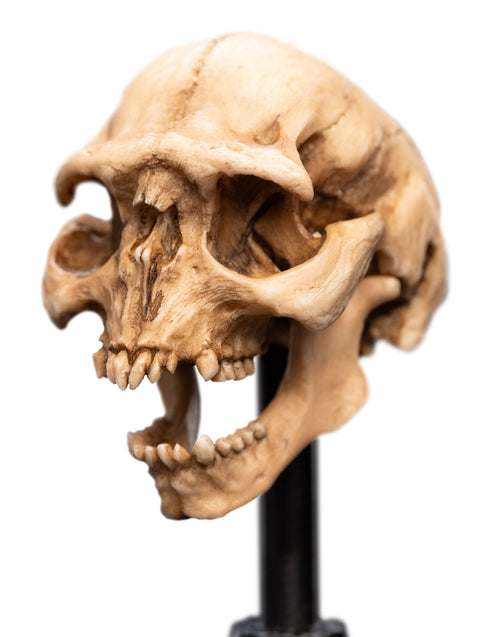 Weta Lord of the Rings Skull of a Moria Orc Mini Statue