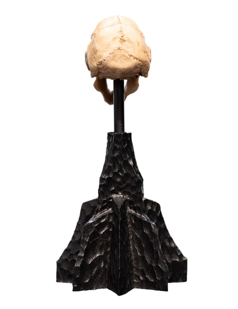 Weta Lord of the Rings Skull of a Moria Orc Mini Statue