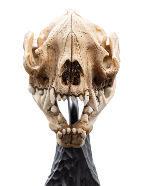 Weta Lord of the Rings Skull of a Warg Mini Statue