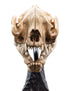 Weta Lord of the Rings Skull of a Warg Mini Statue