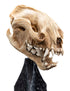 Weta Lord of the Rings Skull of a Warg Mini Statue