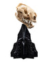 Weta Lord of the Rings Skull of a Warg Mini Statue